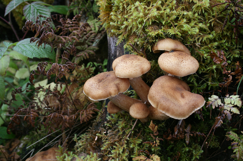 jerverket 074.jpg - Her er soppen